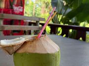 ココナッツファーム