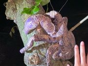 巨大ヤシガニに遭遇！