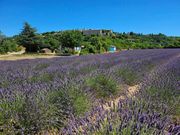 ソーのラベンダー畑