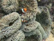 カクレクマノミ