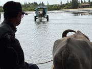 水牛で海を渡る