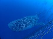 ジンベエザメ３