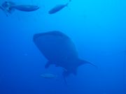 ジンベエザメ２