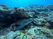 こどもと一緒に！シュノーケル体験