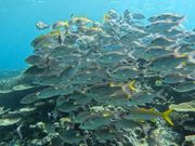 魚もたくさん！！