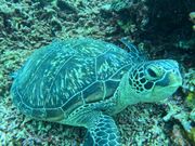 ウミガメ見れました！