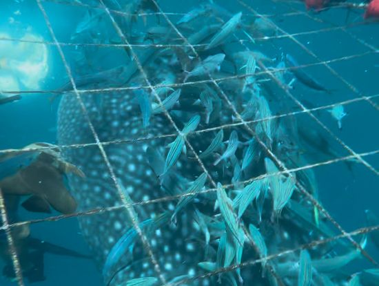 目の前にジンベイザメ