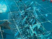 目の前にジンベイザメ