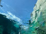 ペンギンのトンネル