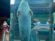 アザラシが上下します