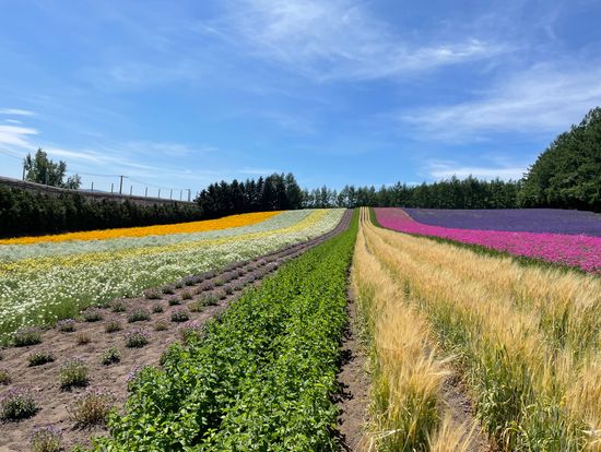 ファームトミタ