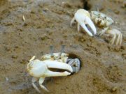 かわいいカニに達を観察出来ます