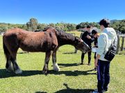 大きい馬への餌やり