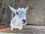 ふれあい動物園