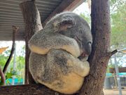 寝ているコアラ