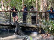 ワニへの餌やり