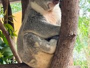 目覚めたコアラ