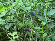 7月上旬はブルーベリーの時期には少し早いようです。