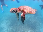 ウミガメと泳げました