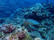 ウミガメにも会えました！