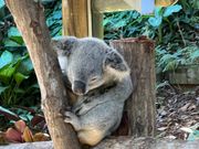 コアラガーデン