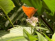 バタフライサンクチュアリ