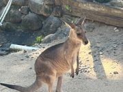 ワラビー餌付け