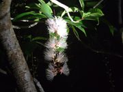 サガリバナまで魅せてくれました！