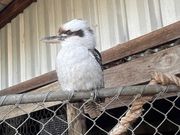 ワライカワセミ