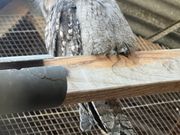 ガマグチヨタカ