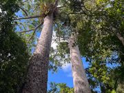 樹齢1000年の双子の松