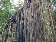 カーテンフィグツリー