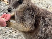 ロックワラビー