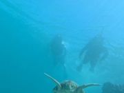 ウミガメとスイミング