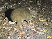 アマミノクロウサギが近い