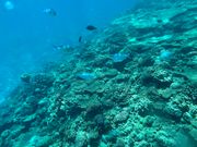 熱帯魚がいっぱいです