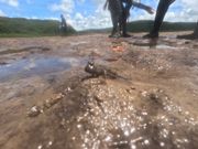 干潮だったのでハゼいました