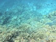 たくさんの珊瑚礁