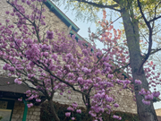 桜も綺麗でした🌸