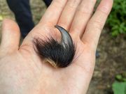 くまの爪。くまの引っ掻き傷も木にあった。