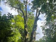 散策ルートで見られるNo.２のブナ。ちょっと弱ってきてるらしく、５年後にはもう倒れてないかもって。。