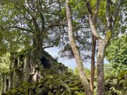 雨季なので苔が沢山