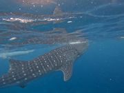 間近に見えたジンベイザメ