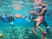 間近で泳ぐウミガメ