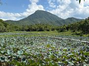 蓮の花が満開の時に見たかった