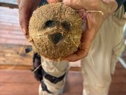 ココナッツ体験