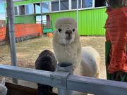 四季彩の丘にいたアルパカ