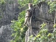 ボートからおさるさんに会えました