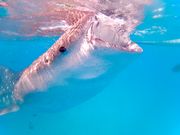 ジンベイザメの迫力満点ショット！