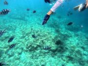 目の前はお魚の群れ